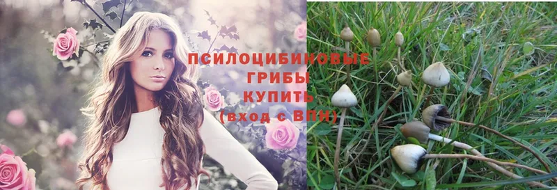 Галлюциногенные грибы Magic Shrooms  Трубчевск 