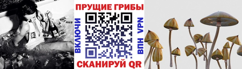 Псилоцибиновые грибы Psilocybe  что такое наркотик  Трубчевск 
